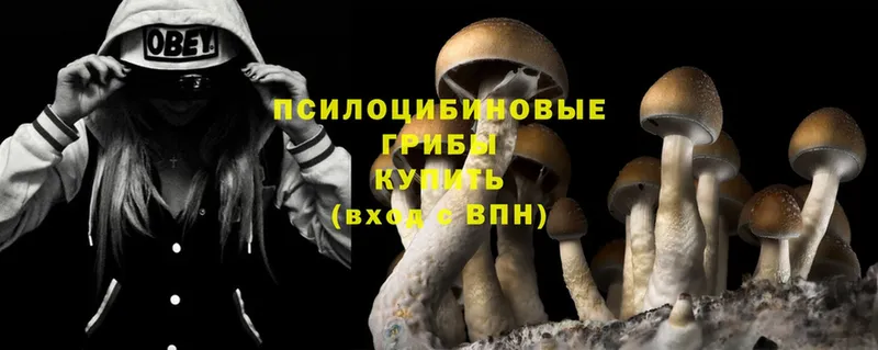 купить наркотик  Анадырь  Галлюциногенные грибы Psilocybe 